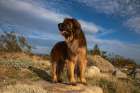 Leonberger on duty Art Print